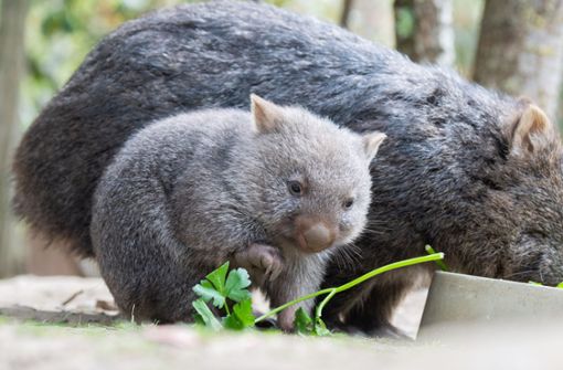 Ein kleiner Wombat verweilt in seinem Gehege im Zoo Hannover neben seiner Mutter. Foto: Julian Stratenschulte/dpa