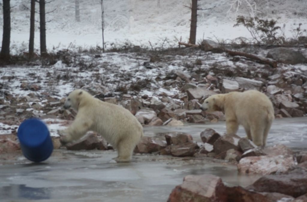 Der Eisbär zeigt aber vorerst nicht das geringste Interesse an einer Paarung mit der zwei Jahre älteren Ewa aus dem Rotterdamer Zoo.