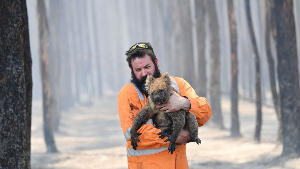 Feuer-Katastrophe: So helfen die Südwest-Zoos den Tieren in Australien