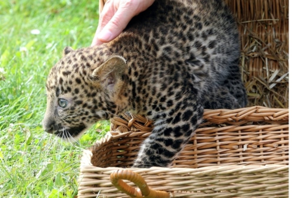 Der kleine Java-Leopard Pelangi ist am Freitag im Berliner Tierpark offiziell vorgestellt worden.