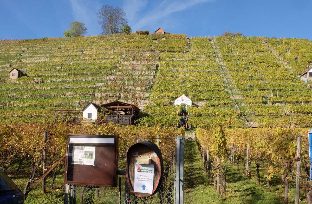 Im Vereinsweinberg der Weinbauern Mühlhausen fand der Trockenmauerkurs bei schönstem Wetter statt.