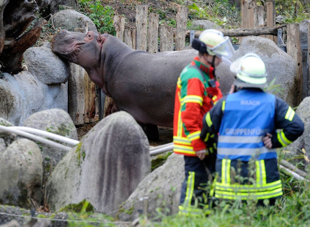 Über 100 Feuerwehrleute konnten die vier Elefanten und zwei Flusspferde gerade noch rechtzeitig in Sicherheit bringen.
