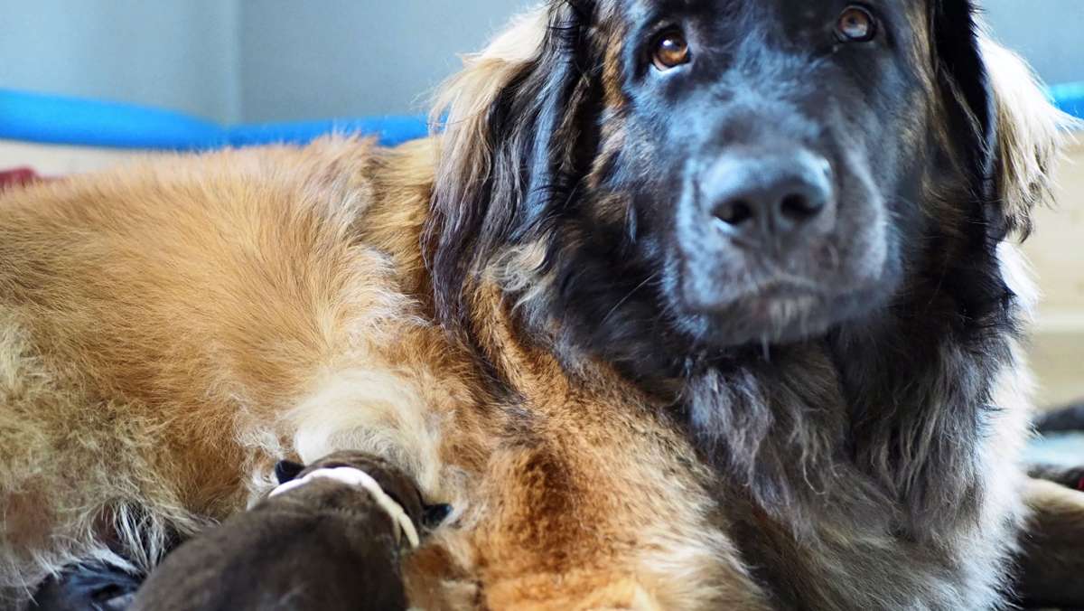 Hundezucht in Leonberg: Ein Wurf mit neun Leonberger Welpen