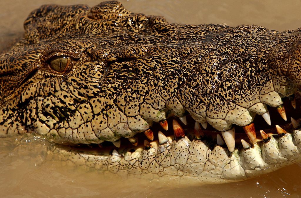 Um ein echtes Krokodil wie dieses handelte es sich in Nagold nicht. (Symbolfoto) Foto: AFP FILES