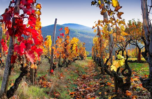 Eine Radtour im Elsass führt durch wunderschöne Weinlandschaften. Am schönsten sind die Reben im Herbst, denn dann erstrahlen die Blätter in einem leuchtenden Rot.