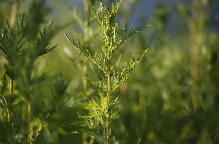 Umstrittene Heilpflanze: Artemisia:  Amt droht nun doch mit Strafe