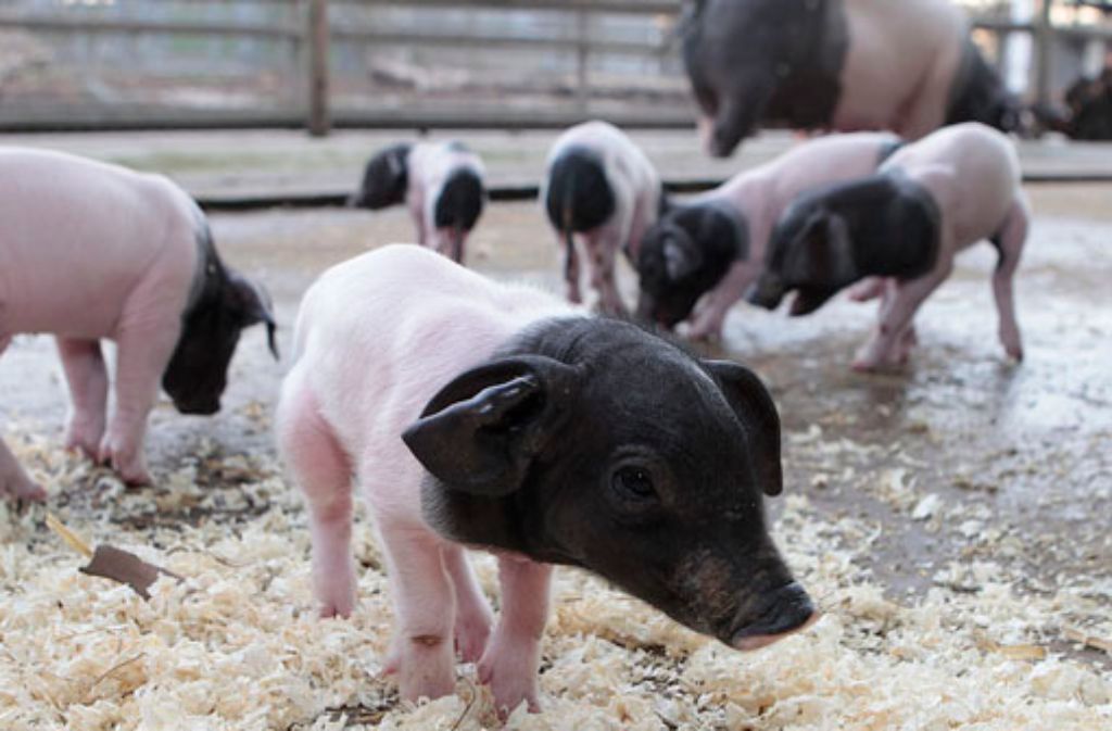 Quietschfidel erkunden die Ferkel des Schwäbisch-Hällischen Schweins den Schaubauernhof in der Wilhelma.