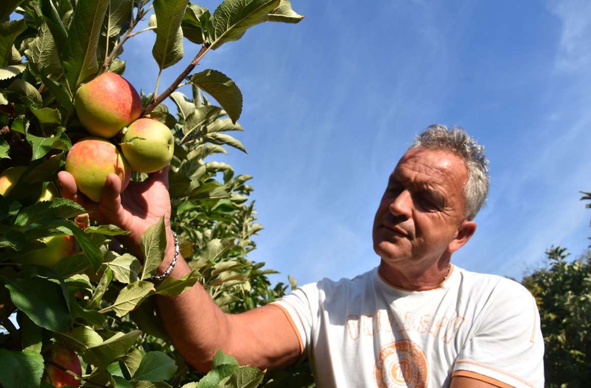 Der Uhlbacher Obstbauer Markus Nanz hat mit der diesjährigen Apfelernte begonnen.