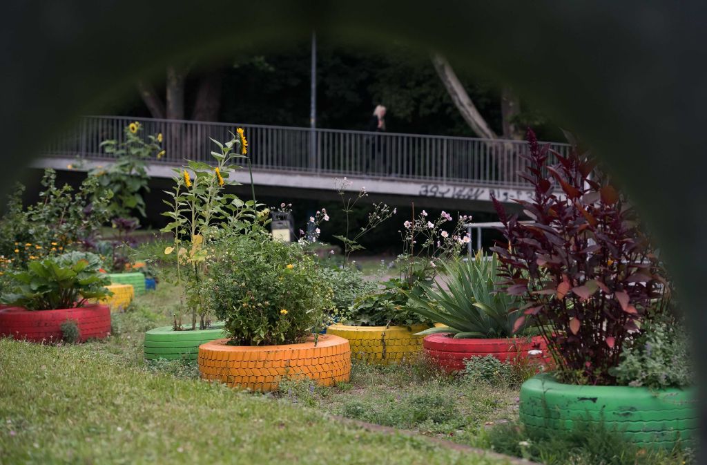 ...und einen Reifengarten angelegt: In 25 Lkw-Reifen wurden Sonnenblumen, Lavendel, Stiefmütterchen, Tomaten und vieles mehr gepflanzt.