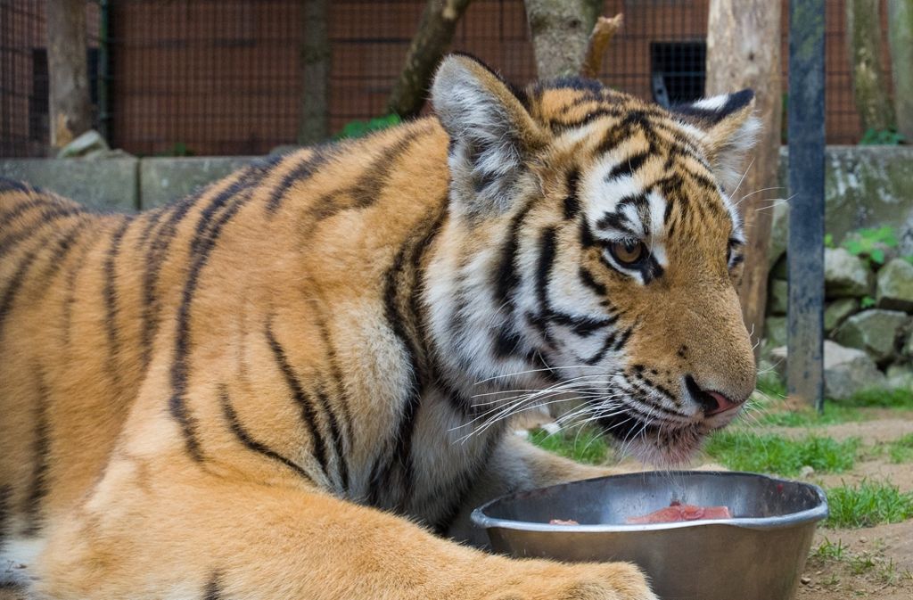 Der Tiger bringt mittlerweile fast 90 Kilogramm auf die Waage.