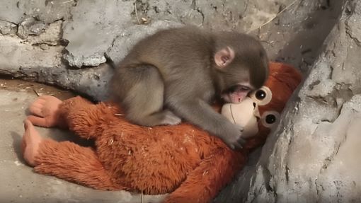 Punch hatte einen schweren Start ins Leben. Wie geht es ihm heute?