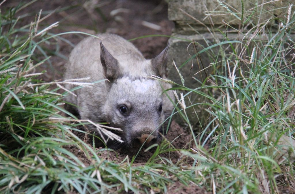 Die kleine Kibbar ist das dritte südliche Haarnasenwombatweibchen, das innerhalb von fünf Jahren im Taronga Zoo geboren wurde.