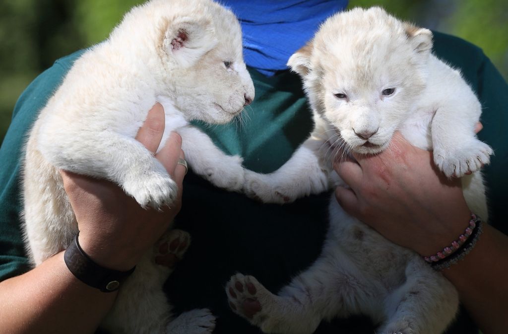Putzmunter sind die beiden Löwenzwillinge. Die weißen Löwinnen sind eineinhalb Wochen alt und wurden nun im Magdeburger Zoo vorgestellt. Zum Knuddeln, oder?