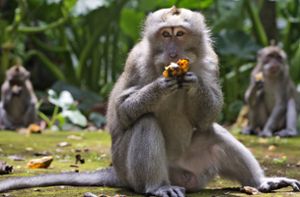 Hungrige Affen überfallen Häuser auf Bali