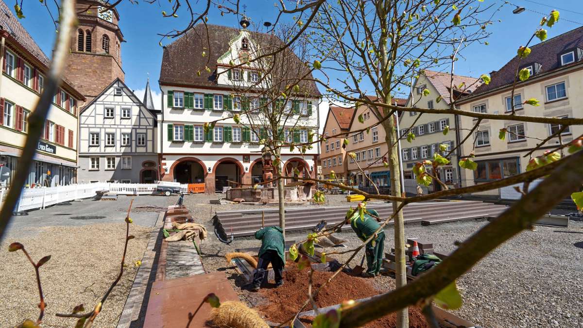 Marktplatz Weil der Stadt: Acht Kaiserlinden für ein besseres Stadtklima