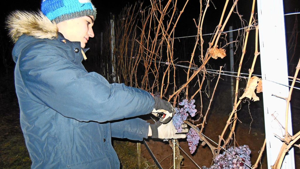 Traubenernte in Kleinbottwar: Klirrend kalte Nacht sorgt für süßesten Wein