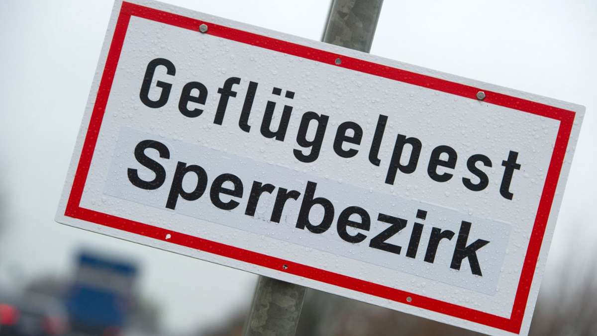 Geflügelpest in Böblingen: Alarm im Landkreis wurde wieder aufgehoben