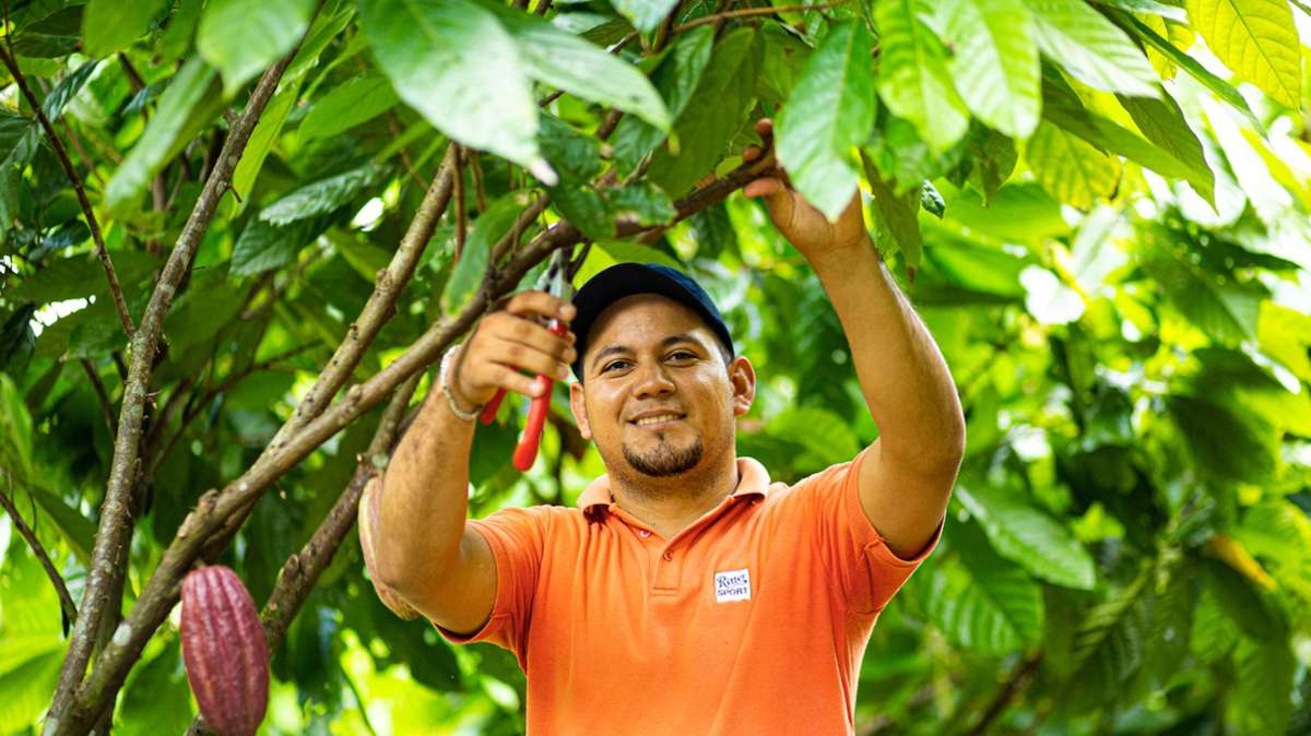2017 wurde auf „El Cacao“, wie die Plantage heißt, der erste eigene Kakao geerntet. Irgendwann will Ritter Sport 20 bis 25 Prozent seines Bedarfs damit decken.