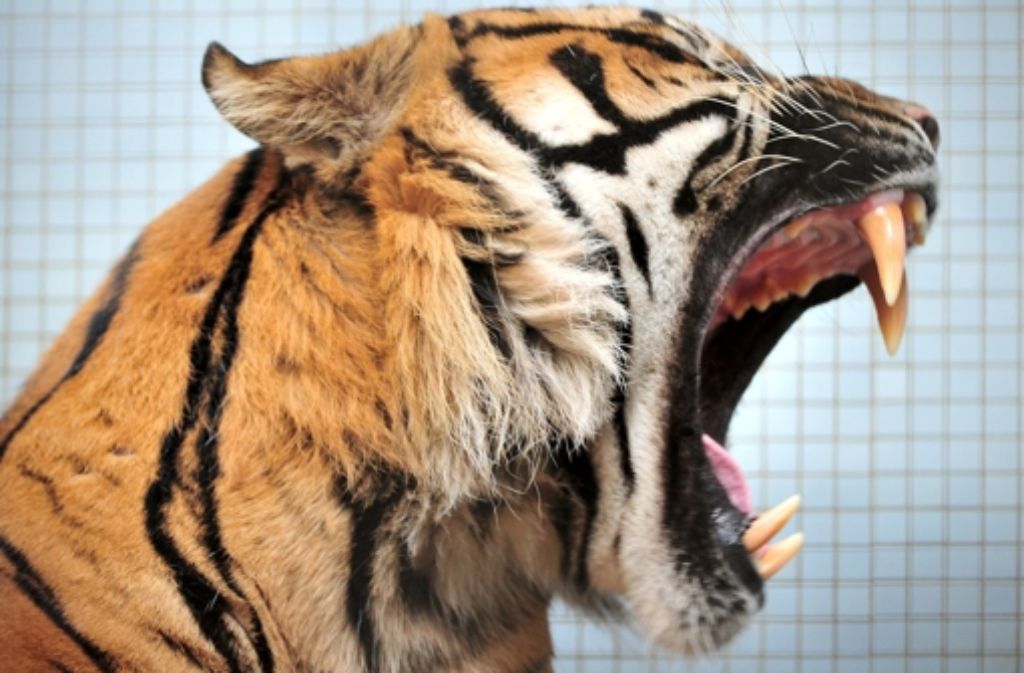 Die Mitarbeiter in der Wilhelma sind von der Kölner Tiger-Attacke in Köln schockiert. In Stuttgart leben der Sumatra-Tiger „Carlos“ und seine Gefährtin Dumai.
