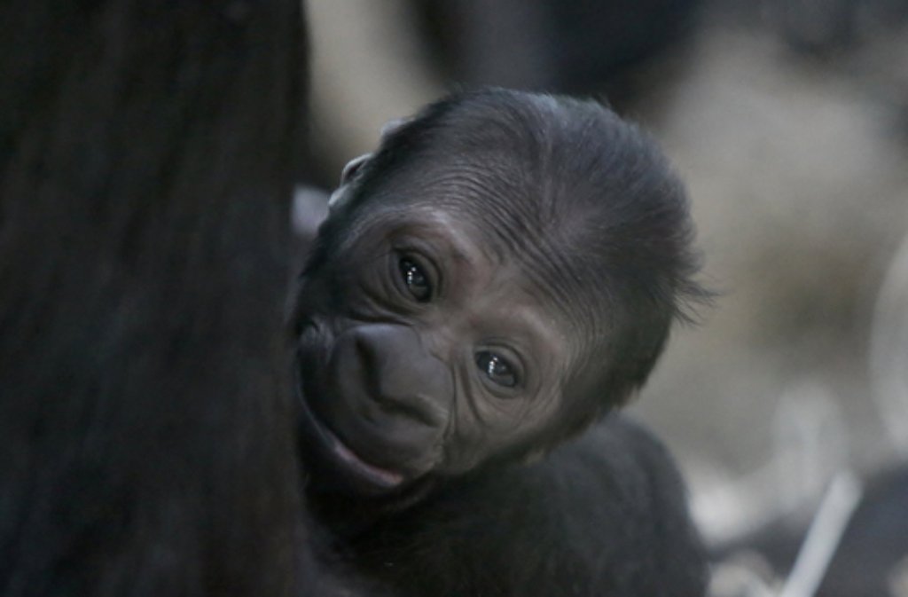 Das neue Gorilla-Baby in der Wilhelma in Stuttgart.