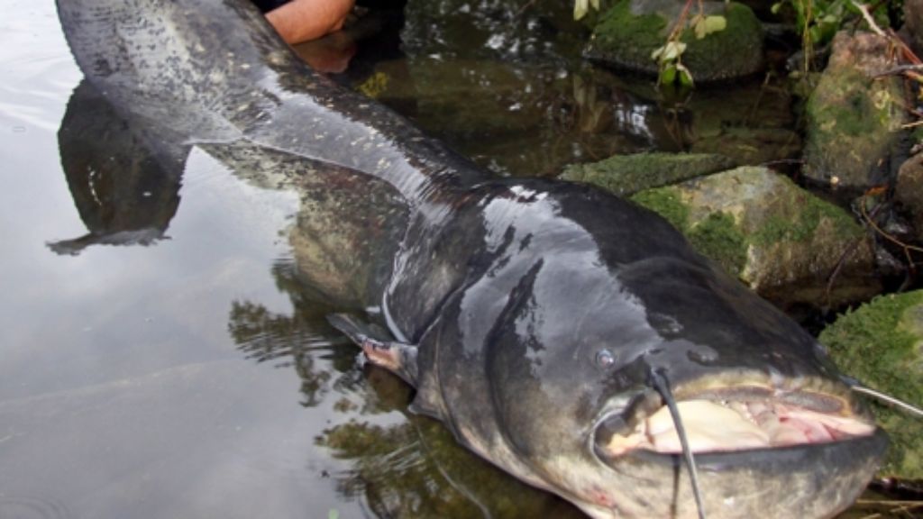 Angeln im Neckar: Angler fischt 216 Zentimeter langen Wels