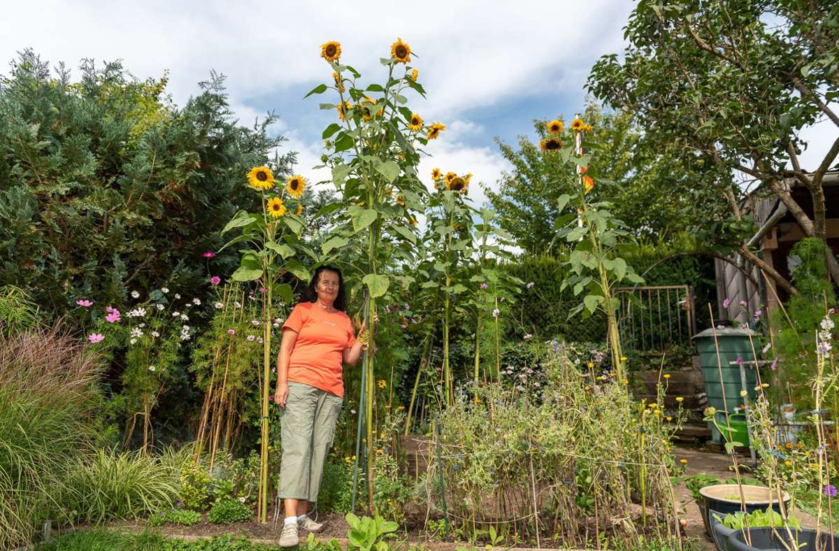Vier Meter gen Himmel. Die Sonnenblumen von Sylvia Höfer sind dieses Jahr besonders hochgewachsen.