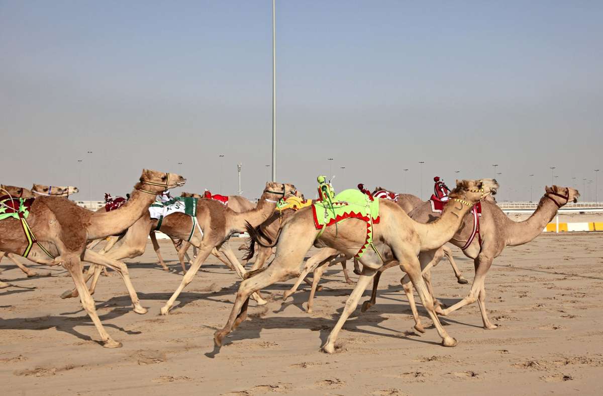 Ein beliebter Sport in Katar ist Kamelrennen. Früher wurden die Kamele von Kindern geritten, heute werden stattdessen Roboter eingesetzt. Weitere beliebte Sportarten sind zum Beispiel Pferderennen, Fußball, Volleyball, Handball und Golf.