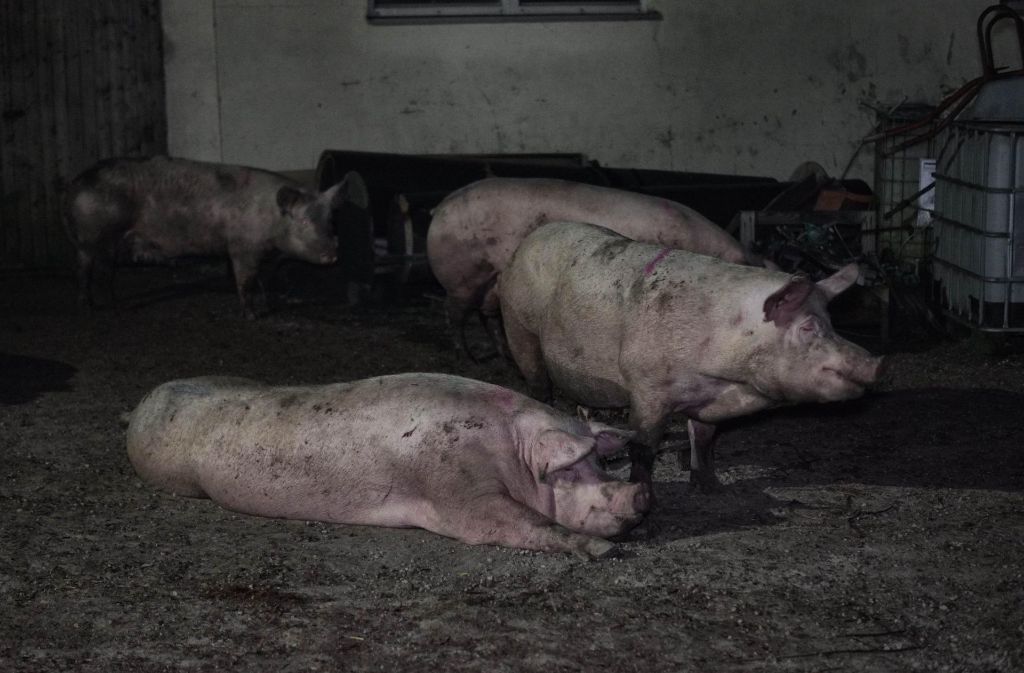 Rund 50 Schweine konnten die Besitzer vor dem Feuer retten.