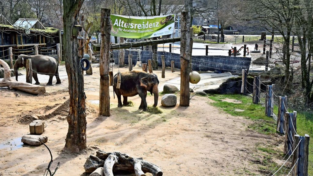 Die Rüsseltiere in Karlsruhe bekommen eine größere Anlage – die Flusspferde gesellen sich künftig dazu. Wie gehen andere Zoos mit den Tieren um – in Basel, Heidelberg oder Stuttgart? 