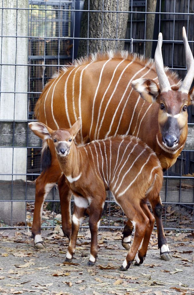 Die kleine Bongo-Antilope Kaamu ist die erste Bongo-Antilope, die seit 2008 in Stuttgart geboren wurde.