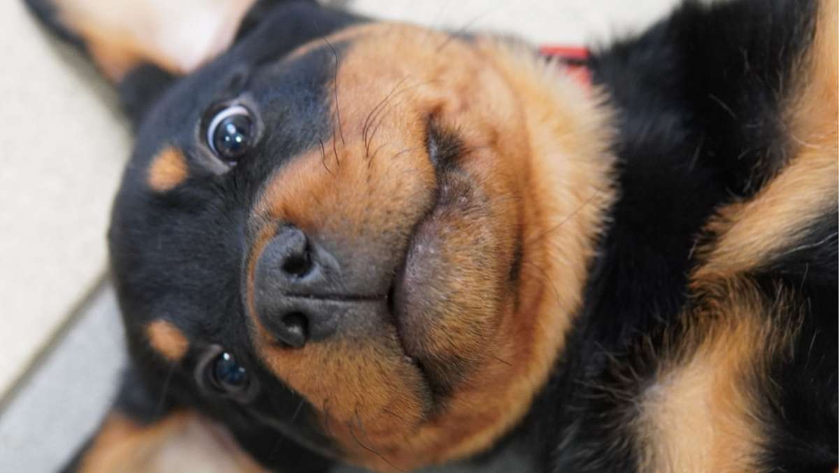 Hundeschule in Heilbronn: Polizeiwelpe verzückt Facebook-Nutzer