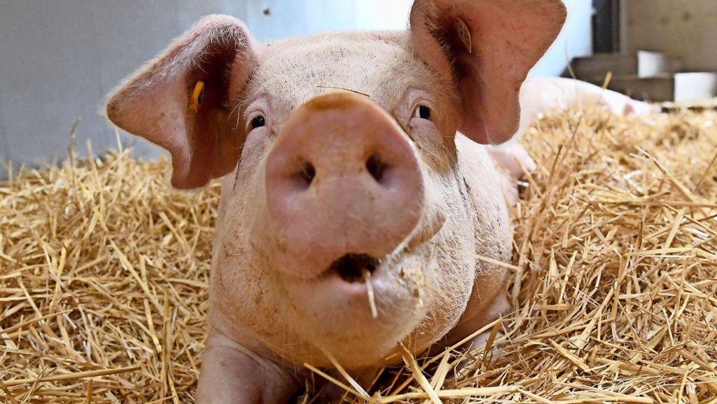 Landwirtschaft: Immer mehr Schweinezüchter geben auf