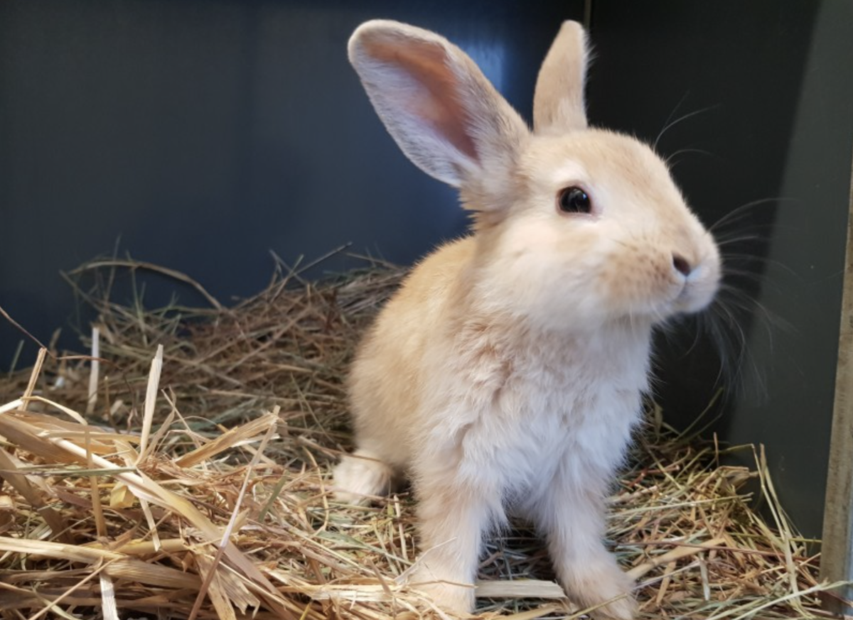 Kaninchen Mario ist vier Monate alt und sucht ein liebevolles zu Hause in Innenhaltung. Foto: Tierheim Stuttgart