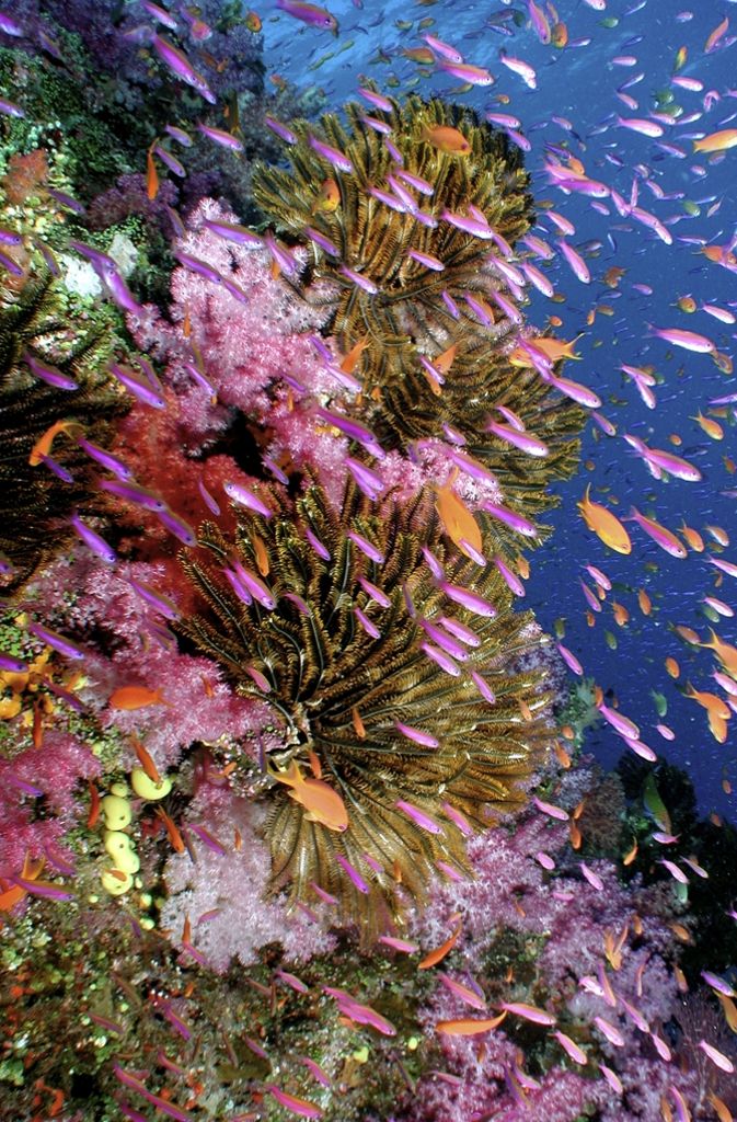 Solche intakte Korallenriffe werden immer seltener. Laut WWF sind weltweit ein Viertel aller Korallenriffe zerstört, bis zu siebzig Prozent befinden sich in einem kritischen Zustand.