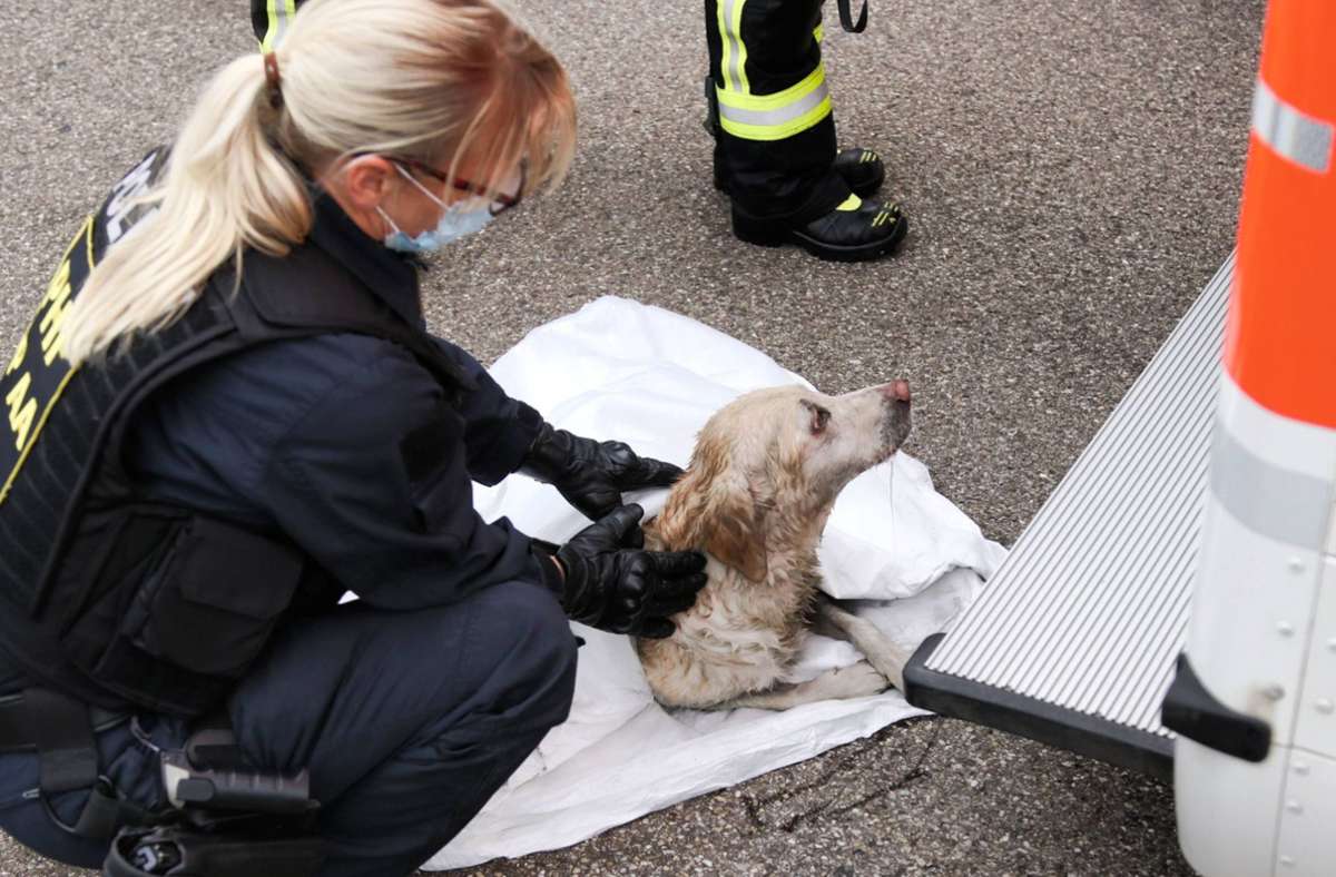 Ein Hund wird nach seiner Rettung von Einsatzkräften   betreut. Foto: 7aktuell.de/Kevin Lermer/7aktuell.de | Kevin Lermer