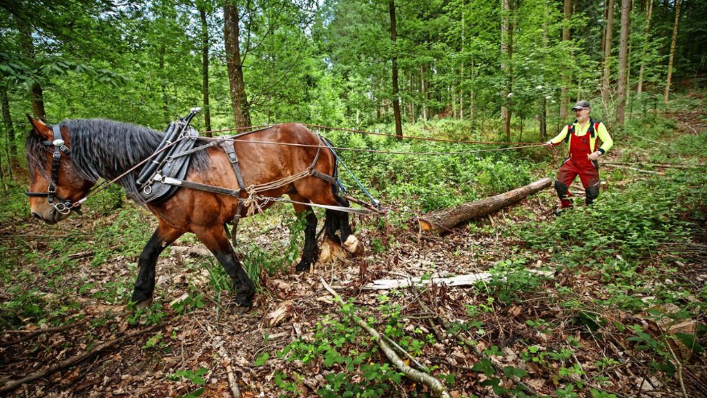 Holzrücker aus Weissach im TV: Waldpflege komplett  in Hufarbeit