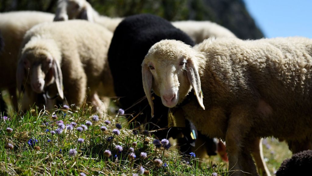 Mühlacker: Drei bockige Schafe auf Abwegen