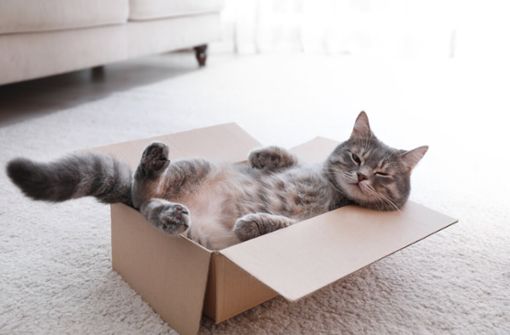 Stellt man einen Karton in den Raum, macht es sich die Katze darin bequem. Aber warum lieben Katzen Kartons so sehr? Mehr dazu im Artikel.
