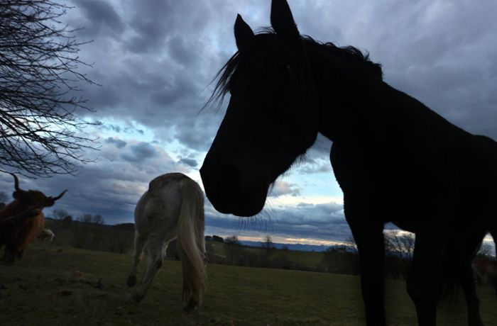 Panik durch Böller? Pferd mit schweren Verletzungen eingeschläfert