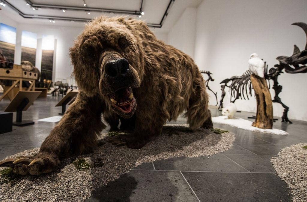 Komplett-Rekonstruktion eines Höhlenbären steht in einer Ausstellung des Museums Wiesbaden.