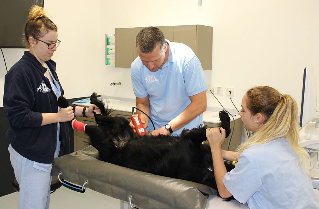 Nadine Richter (li.) und Vanessa Buca halten Hund Nico, während Peter Himmelsbach seinen Bauch für eine Ultraschalluntersuchung rasiert.