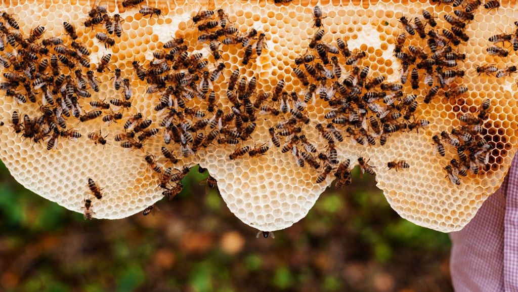 Imkerei in Bad Cannstatt: Diebe stehlen Bienenvölker