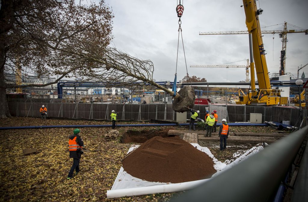 Die beiden Platanen sollen zwei andere Bäume ersetzen, die wegen Bauarbeiten für Stuttgart 21 im Februar 2016 gefällt worden waren.