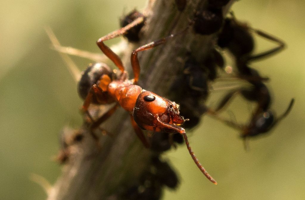 Staaten bildende Insekten wie Ameisen, die sich zu großen Gemeinschaften zusammenfinden, profitieren von einer Art kollektivem Verstand.
