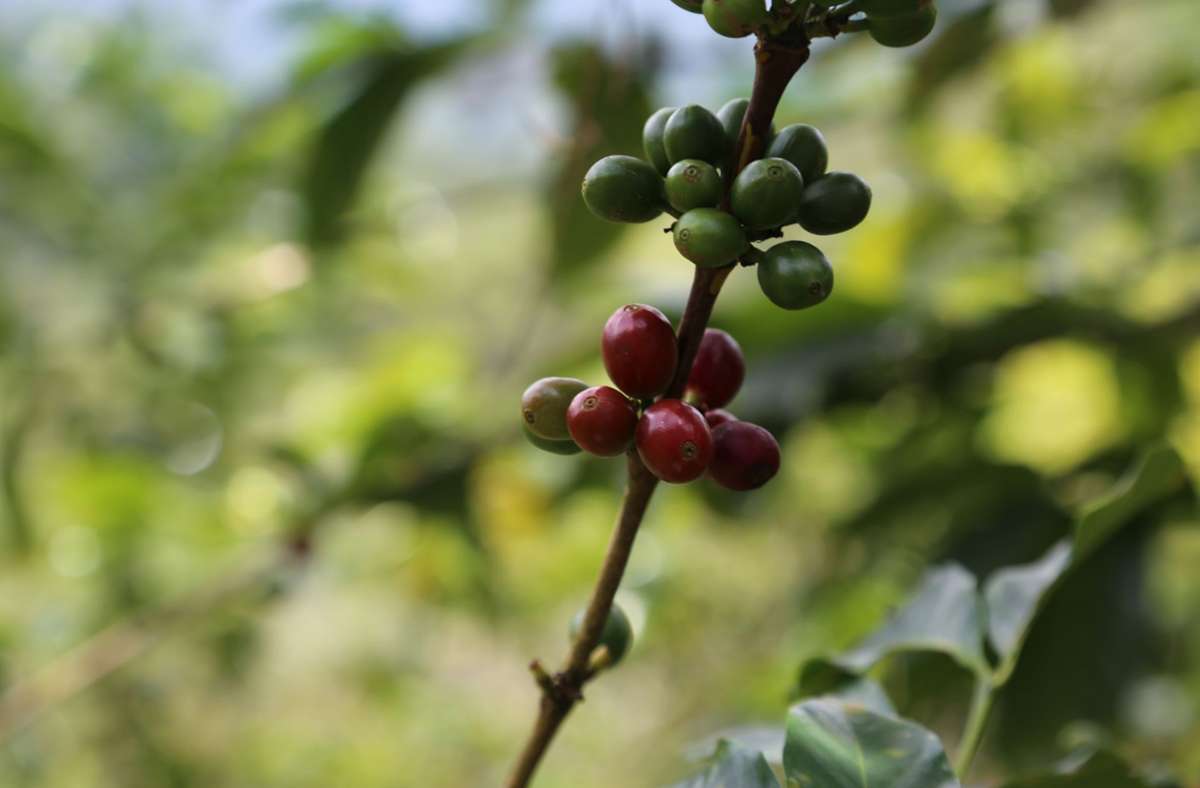 Sind die Kaffeekirschen rot, können sie geerntet werden. In einer Kirsche befinden sich meist zwei ovalförmige Bohnen.