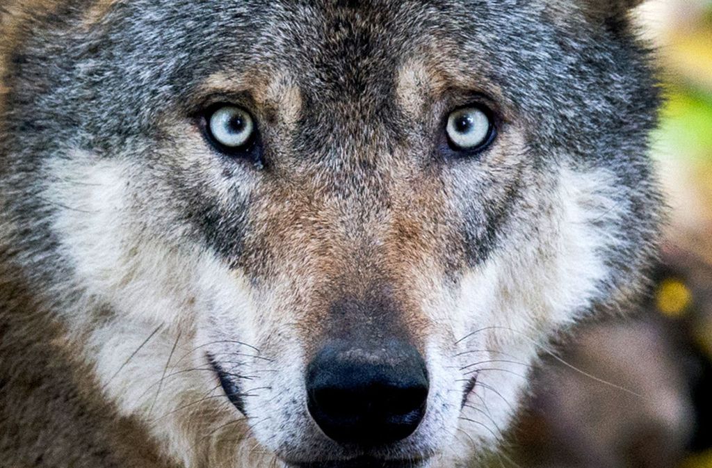 Er ist wieder da: Der Wolf ist nach Baden-Württemberg zurückgekehrt. Doch auch andere tierische Gesellen hatten 2017 einen großen Auftritt.