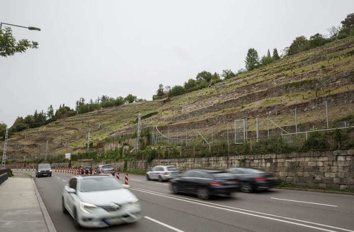 Weingut der Stadt Stuttgart: An der Neuen Weinsteige werden weiße Rebsorten angebaut