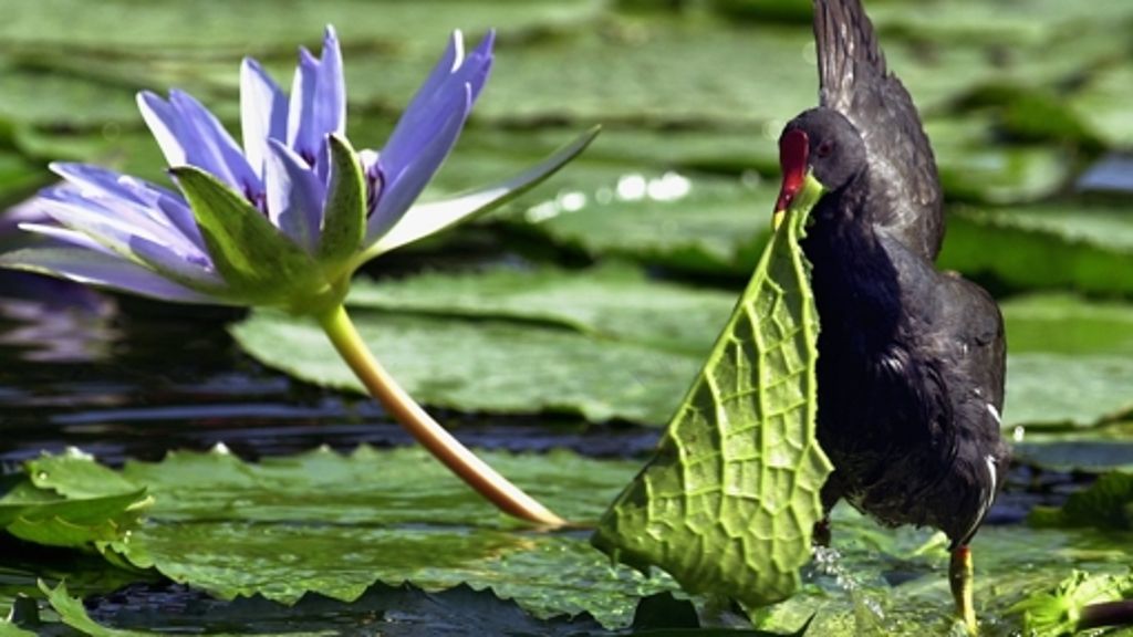  Laut einem Antrag der Grünen im Bezirksbeirat ist erneut im Riedsee ein Teichhuhn gesehen worden. Die Vögel stehen auf der Roten Liste der gefährdeten Arten. Die Grünen stellten den Antrag, dass die Naturschutzbehörde ein Konzept zur Sicherung des Gewässers erstellen soll. 