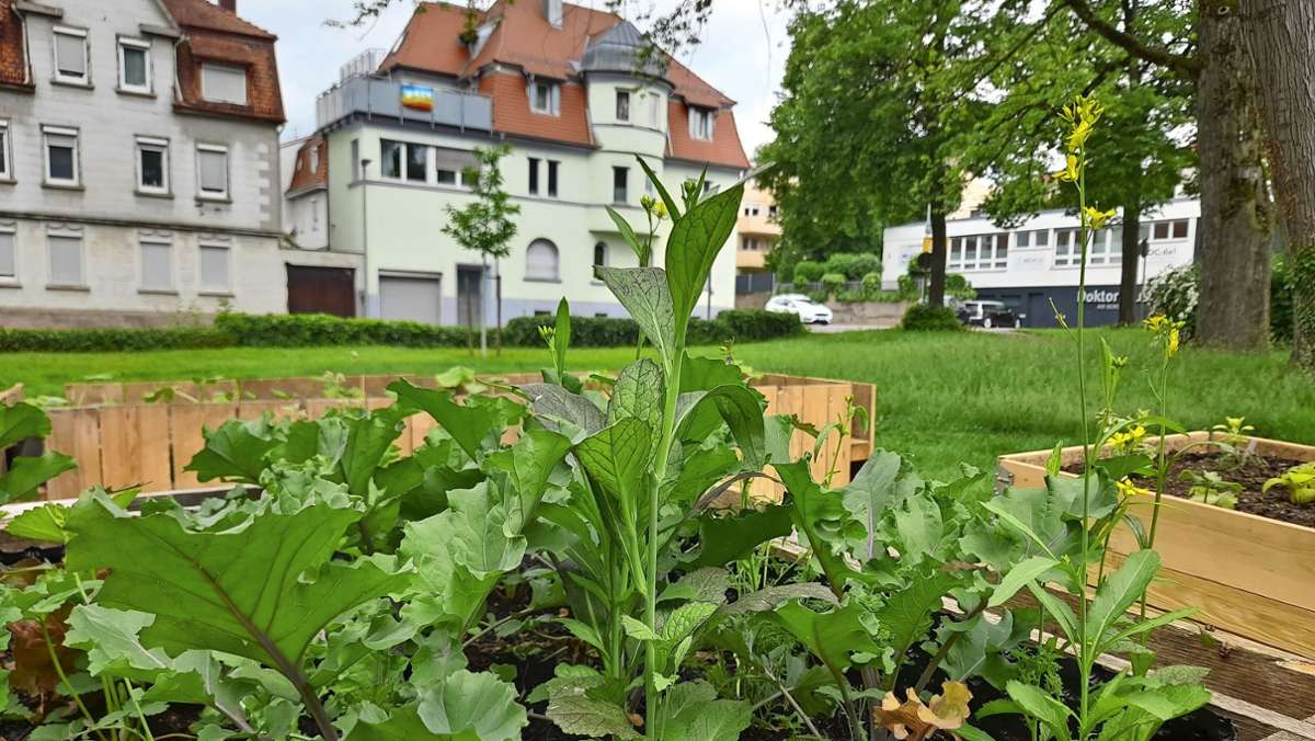 Urban Gardening Projekt  Göppingen: In der Stadt soll mehr Gemüse wachsen