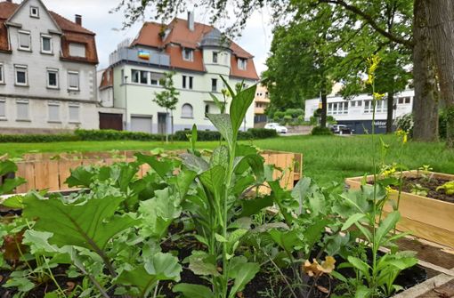 Es sprießt schon kräftig: Eine grüne Insel in der Stadt ist der Garten am Rathenau-Platz am oberen Ende der Mörikestraße. Foto: Andrea Rothfuß